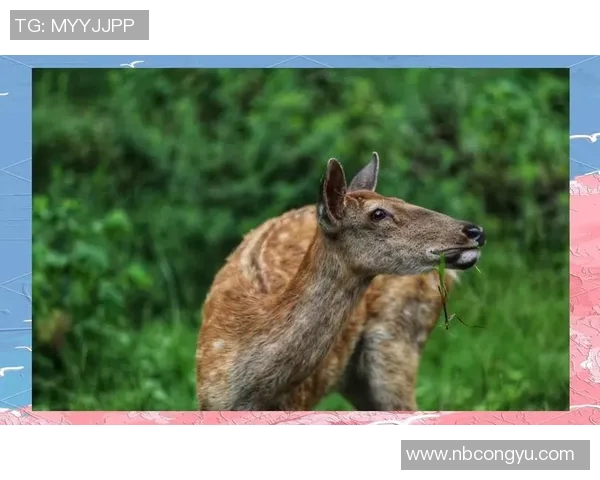 鹿角鹿岛的田喜悦与自然和谐共生的美丽故事探索